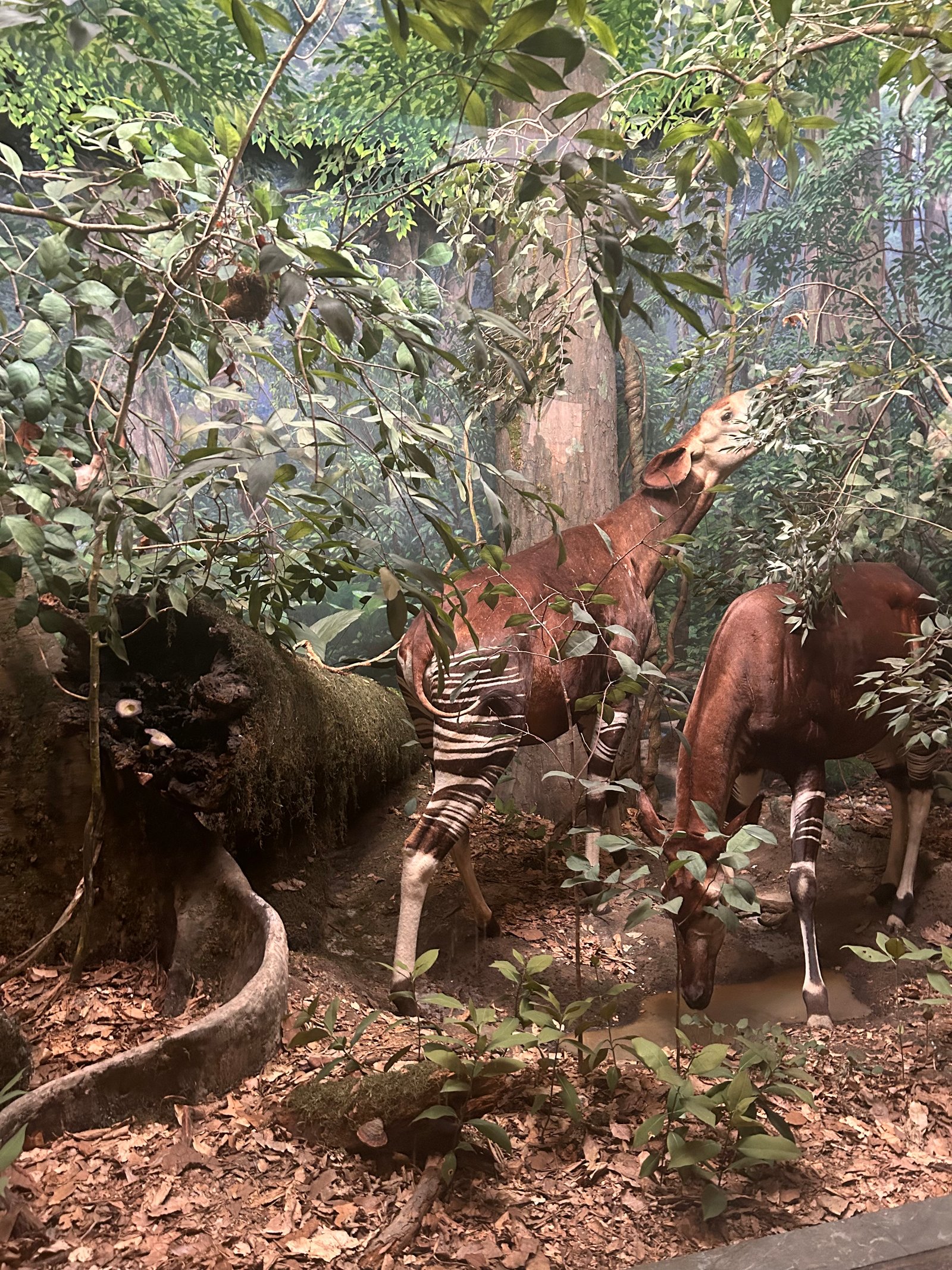 Claremont Rising Program - IMG_5505